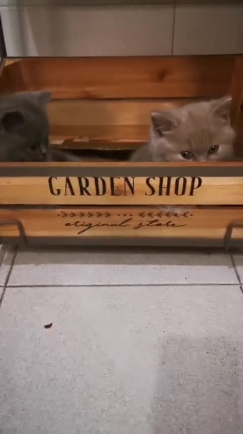 Británico de Pelo Corto Azul gatos en venta: Gatitos British - Video 2