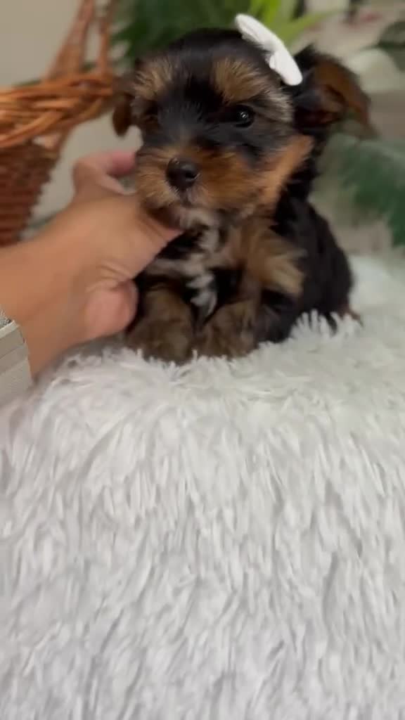 Yorkshire Terrier perros en venta: YORKSHIRE TERRIER - Video 1
