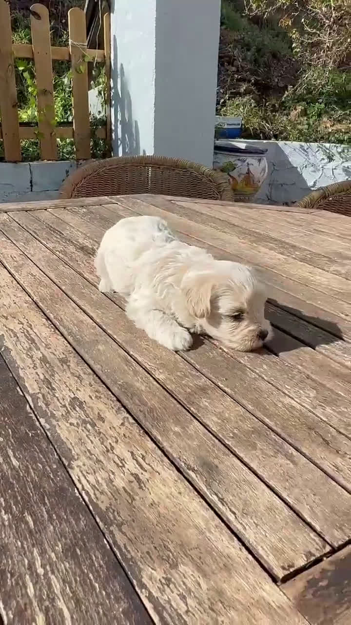 Maltipoo perros en venta: Maltipoo hembra Crema disponible  - Video 1