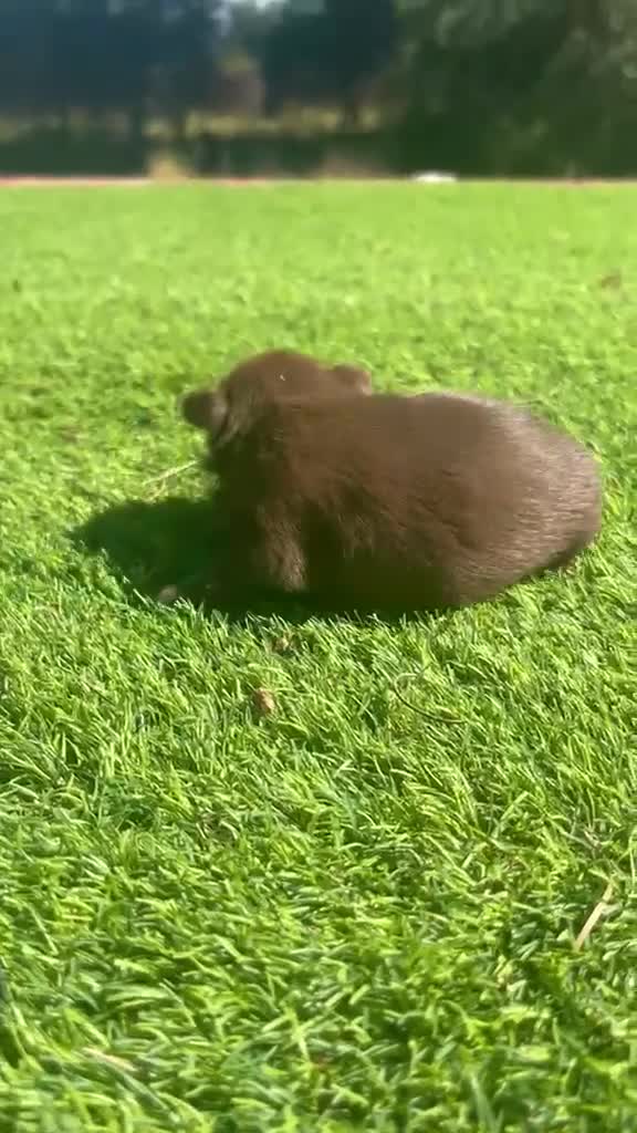 Chihuahua perros en venta: Chihuahua Toy macho chocolate  - Video 1