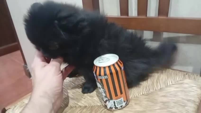 Pomerania perros en venta: Pomerania macho  - Video 1