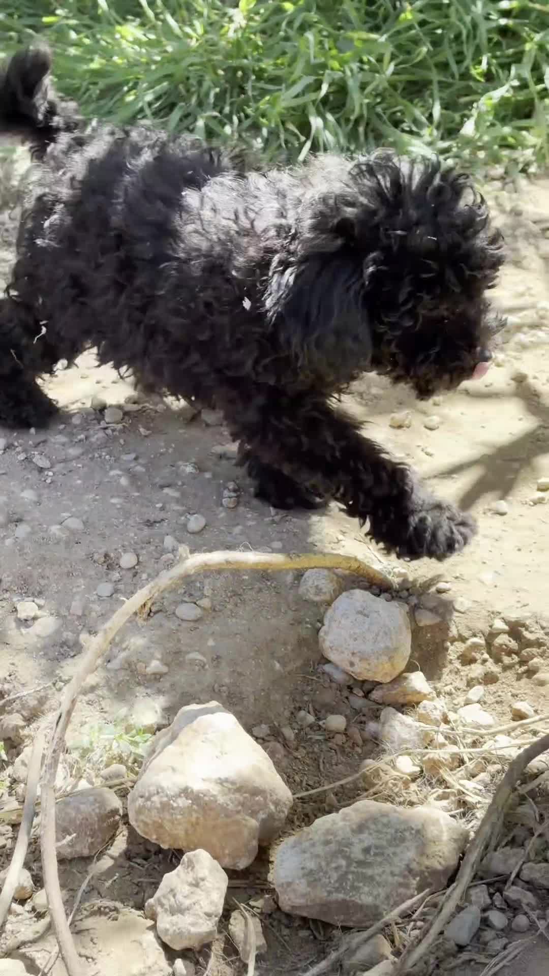 Caniche Toy perros en venta: Caniche toy negro  - Video 1