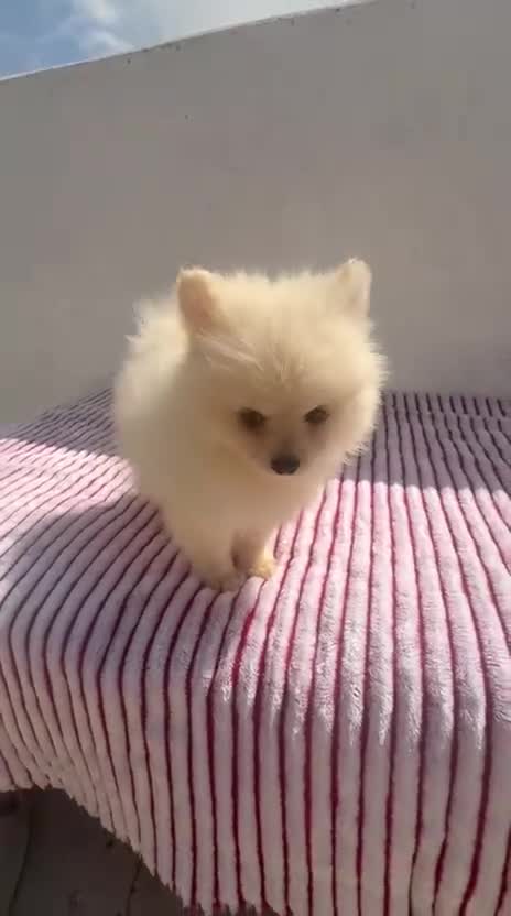 Pomerania perros en venta: Lulu Pomerania toy  - Video 1