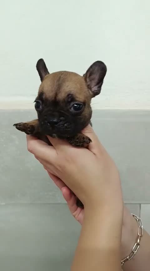 Bulldog Francés perros en venta: Bulldog francés  - Video 2