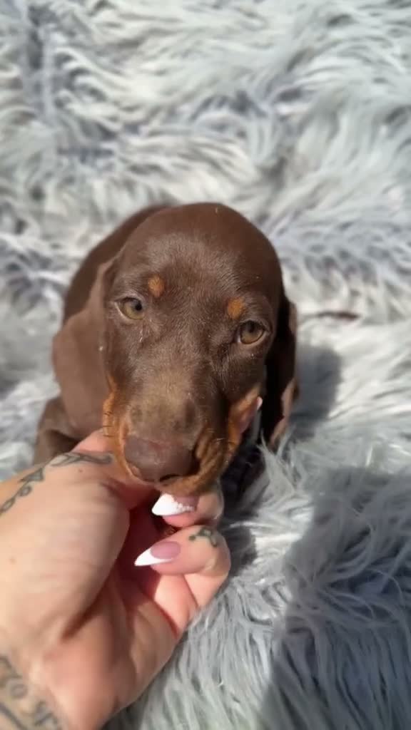 Teckel Miniatura perros en venta: Teckel choco - Video 1