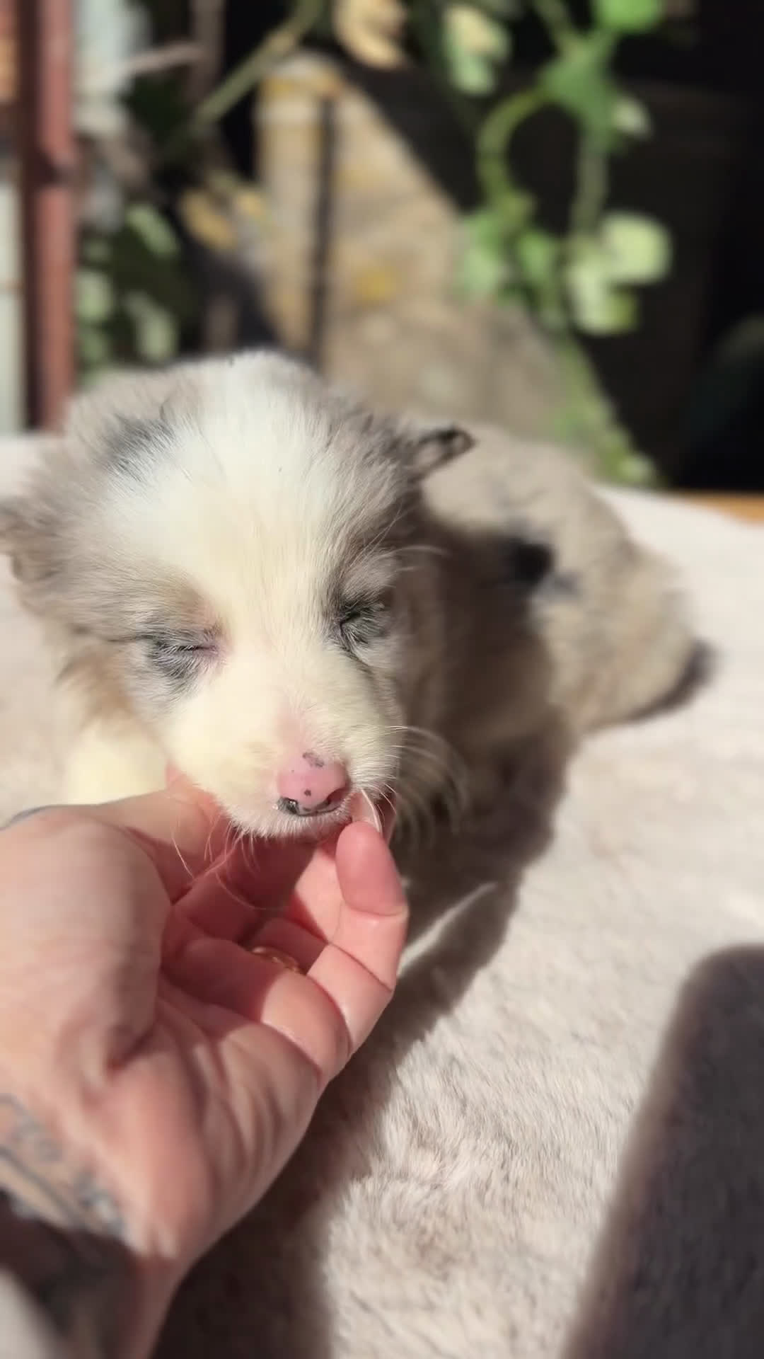 Border Collie perros en venta: Border Merle  - Video 1