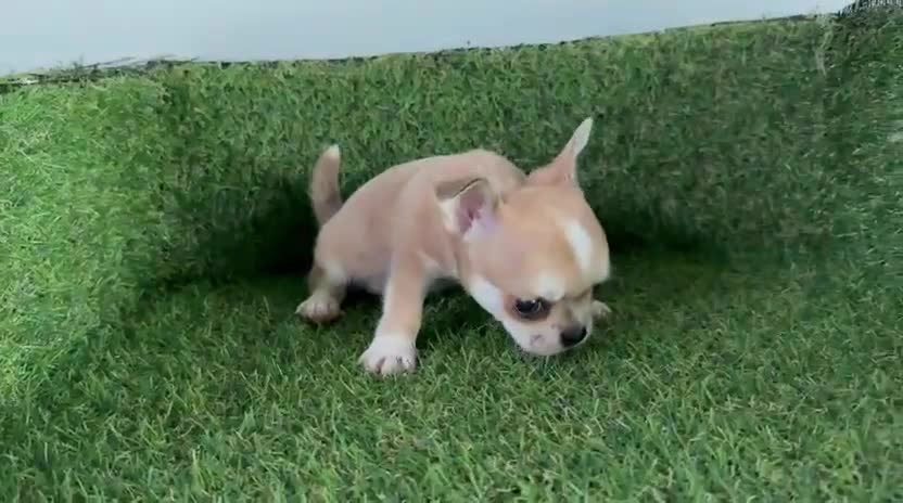 Chihuahua perros en venta: CHIHUAHUA - Video 1
