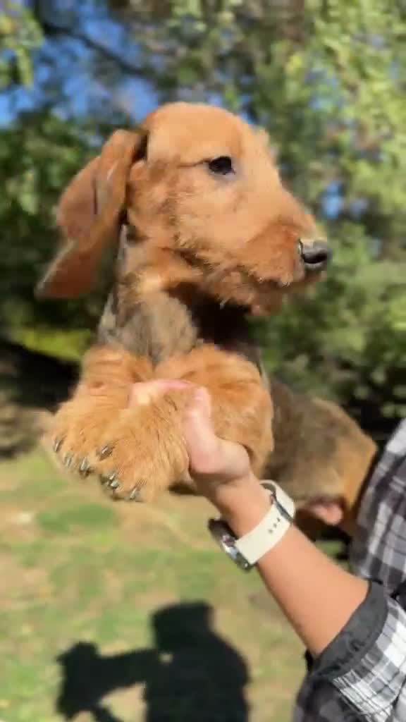 Teckel perros en venta: Teckel pelo duro  - Video 1