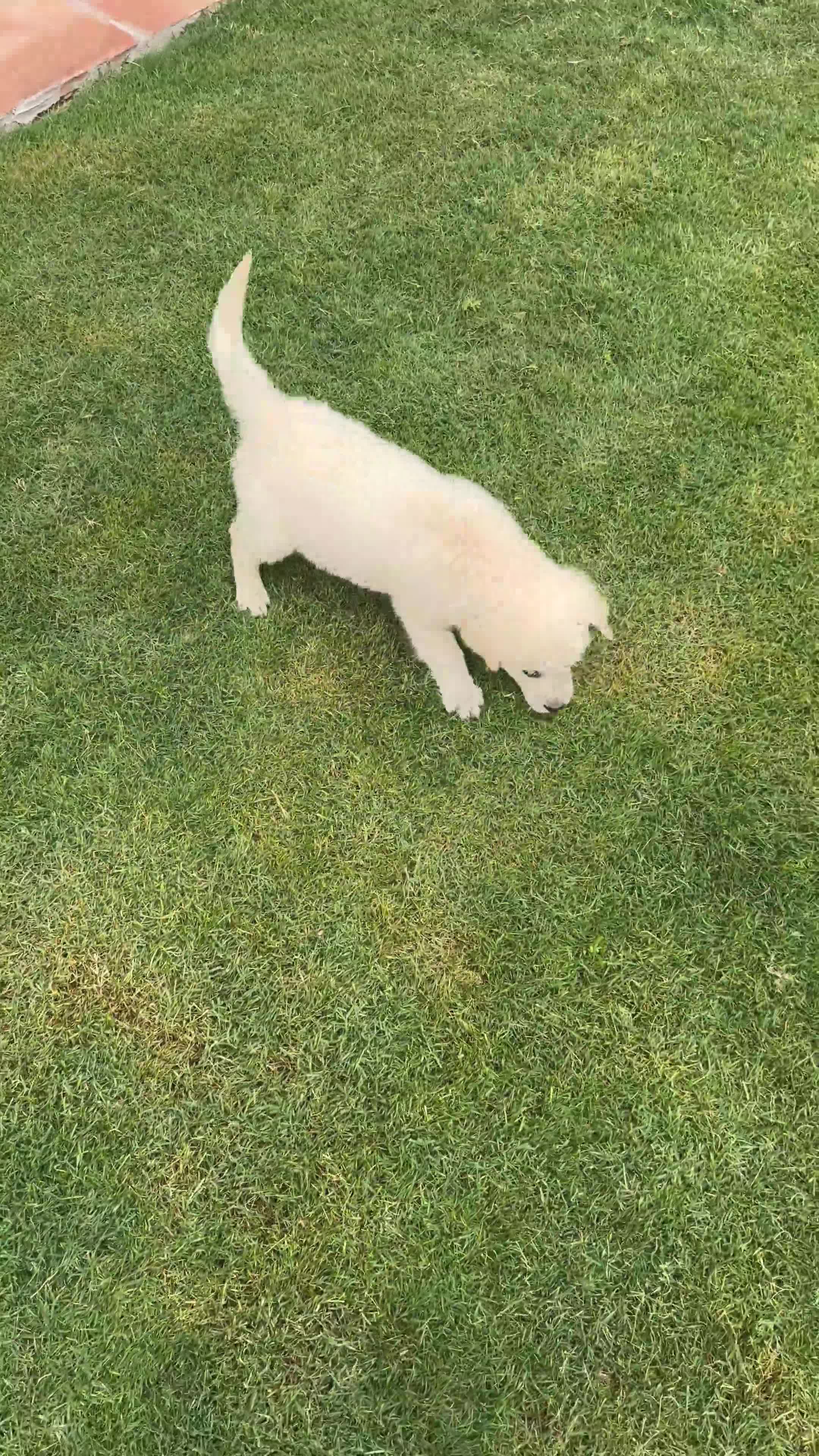 Golden Retriever perros en venta: CACHORROS DE GOLDEN RETRIEVER - Video 1