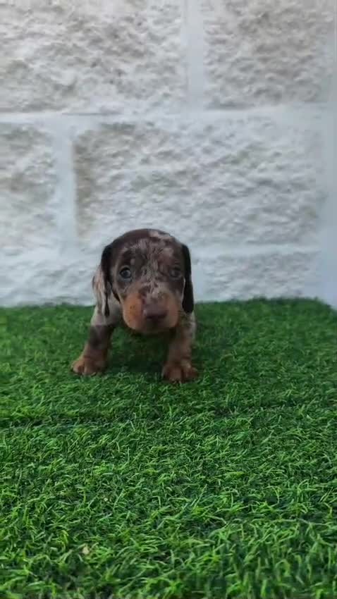 Teckel Miniatura perros en venta: Teckel miniatura arlequín  - Video 1