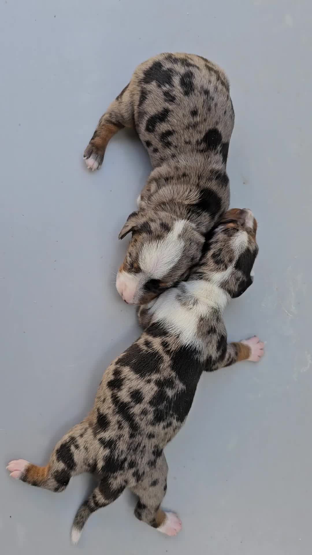 Teckel perros en venta: Adorables cachorritos de teckel  - Video 2