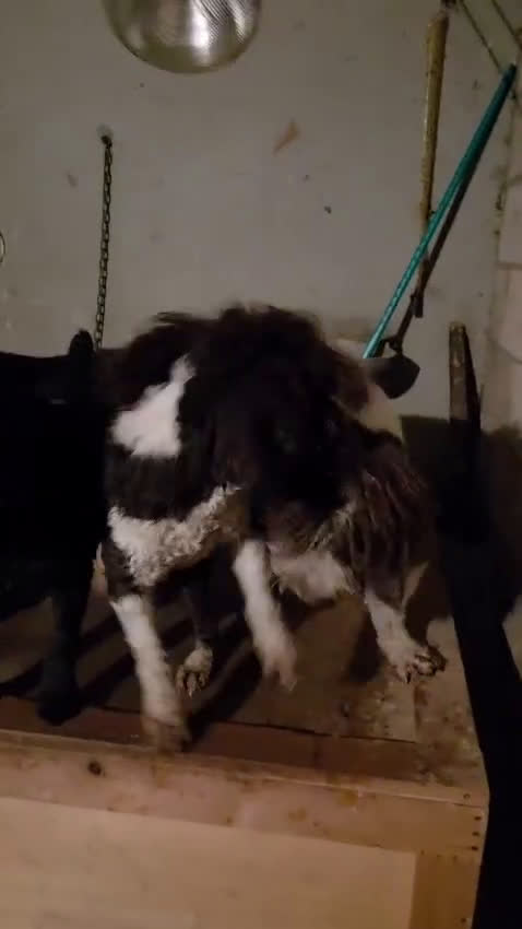 Perro de Agua Español perros en venta: Camada de perros de agua chocolate  en Burgos - Video 1