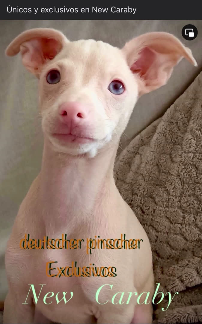 Pinscher Miniatura perros en venta: Caraby Harlequin Pinscher miniatura  en Alicante - Video 1