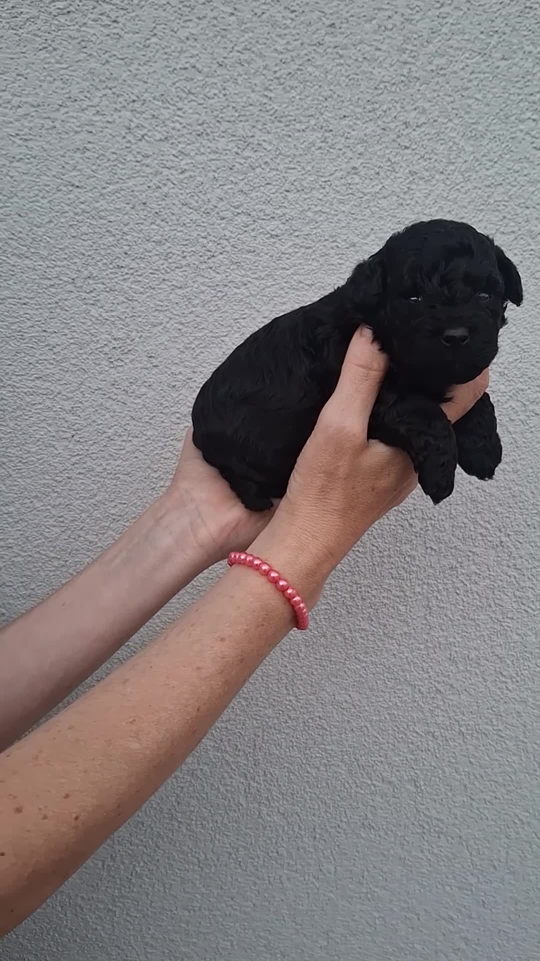Caniche Toy perros en venta: Caniche toy negro - Video 2