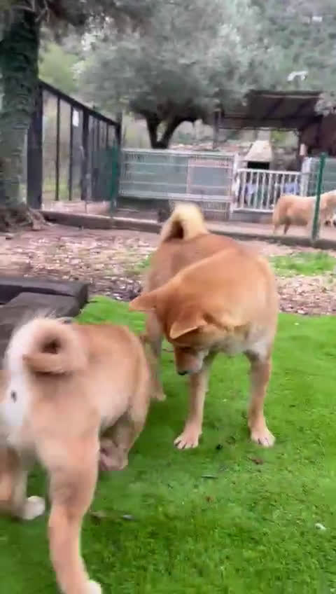 Shiba Inu perros en venta: Cachorros de Shiba Inu Rojo  - Video 1