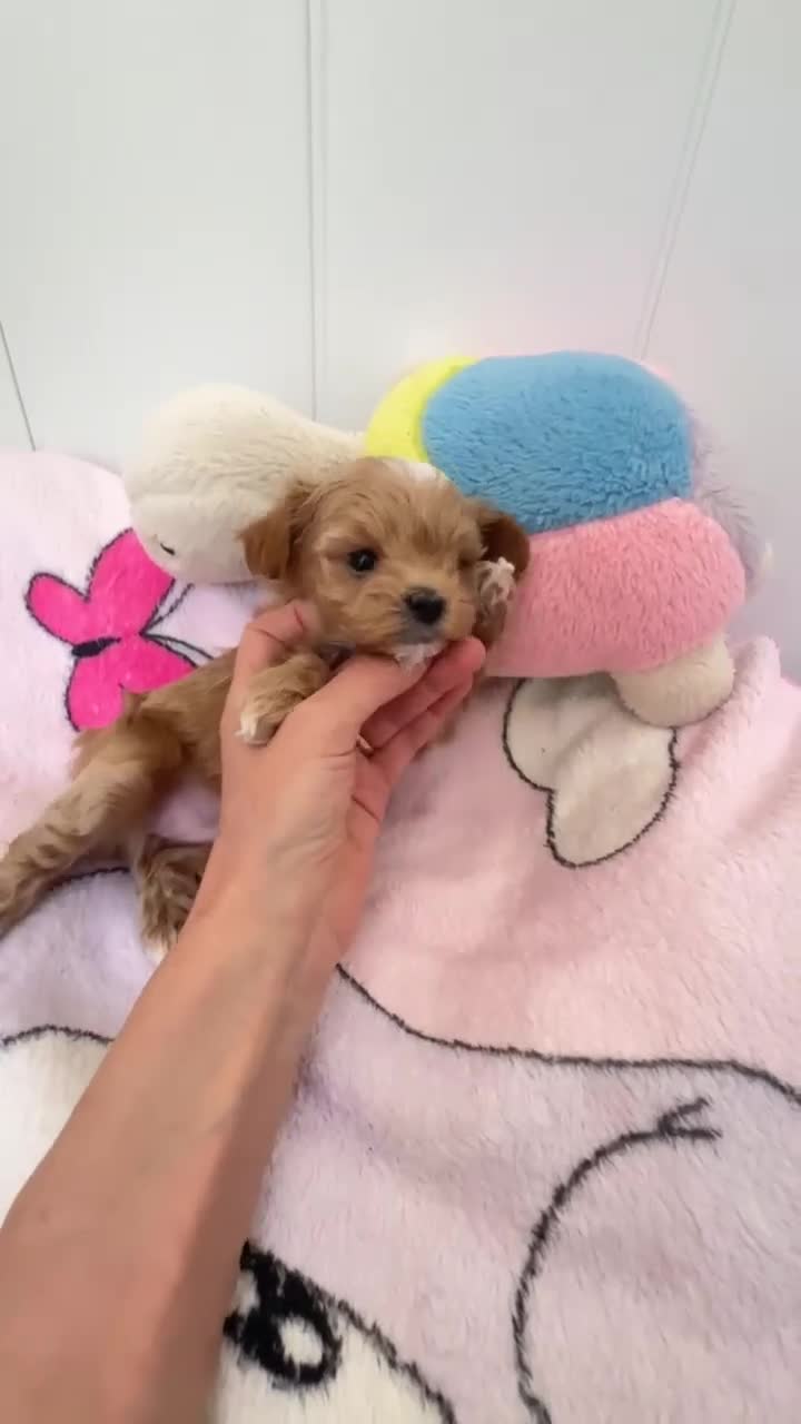 Maltipoo perros en venta: Maltipoo asiáticos de máxima calidad  - Video 5