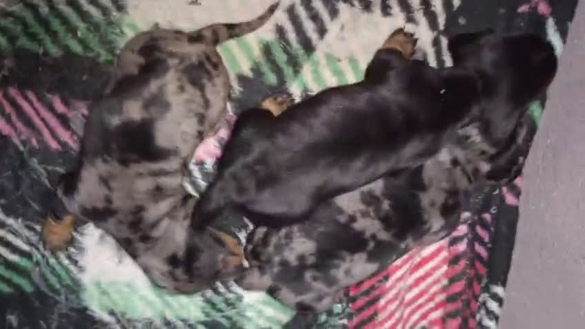 Teckel perros en venta: 🌟Tekel Arlequín y Negros fuego🌟 - Video 1