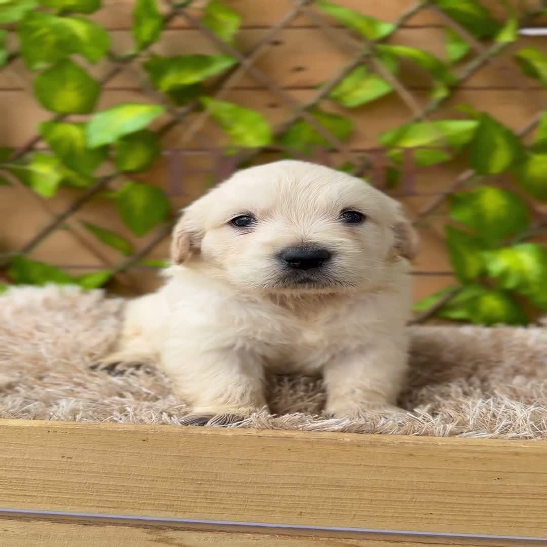 Golden Retriever perros en venta: Camada de Sonia  - Video 5