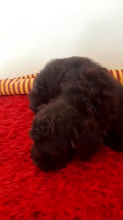 Perro de Agua Español perros en venta: Cachorros perros de agua - Video 1