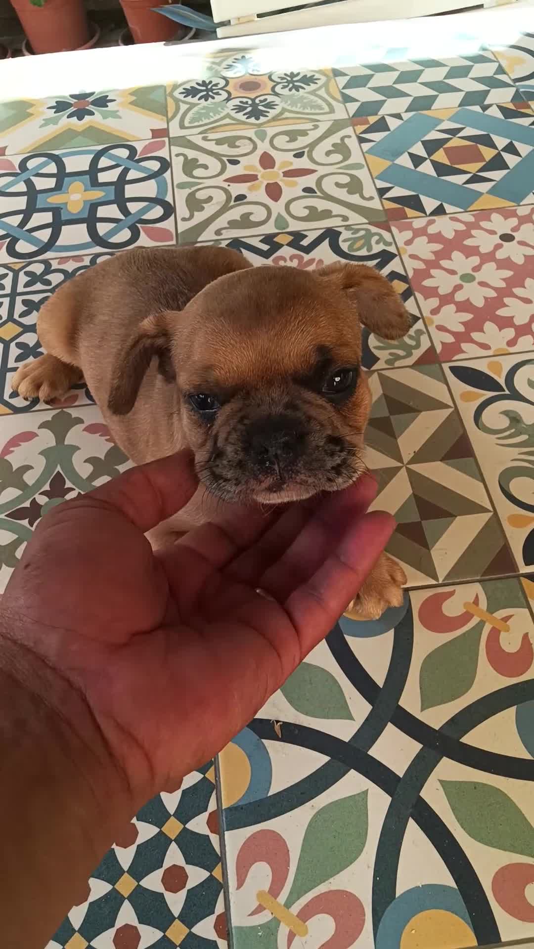 Bulldog Francés perros en venta: BULLDOG FRANCÉS  - Video 1