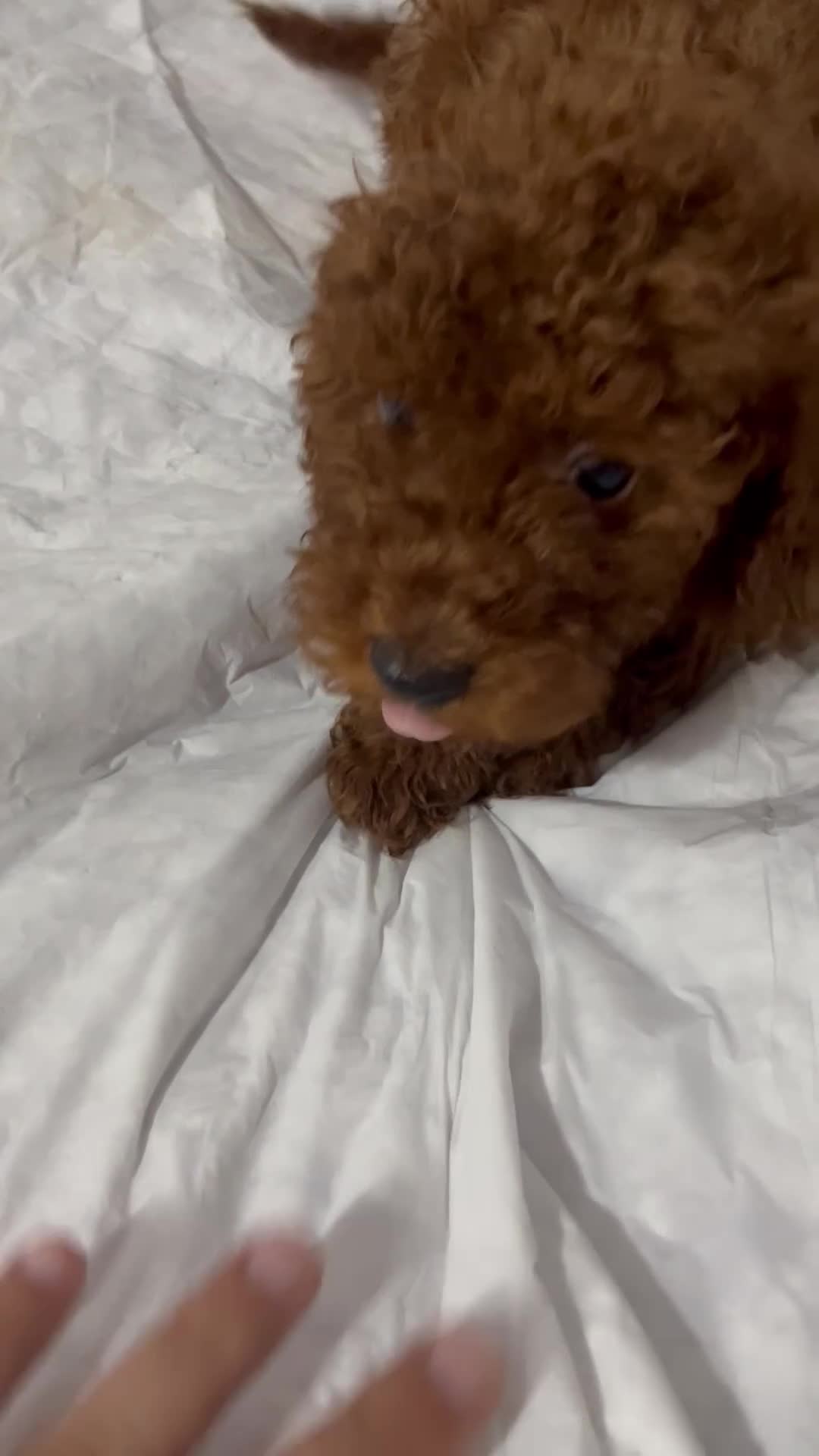 Caniche Toy perros en venta: CANICHES PRECIOSOS FOTOS REALES - Video 2