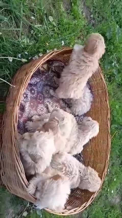 Maltipoo perros en venta: Machitos y hembra de maltipoo en Segovia  - Video 2