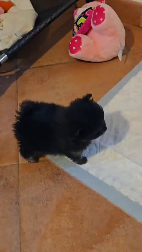 Pomerania perros en venta: Pomerania toy - Video 1