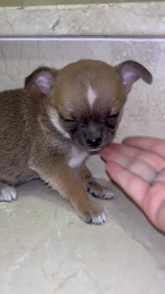 Chihuahua perros en venta: Chihuahua toy  - Video 1