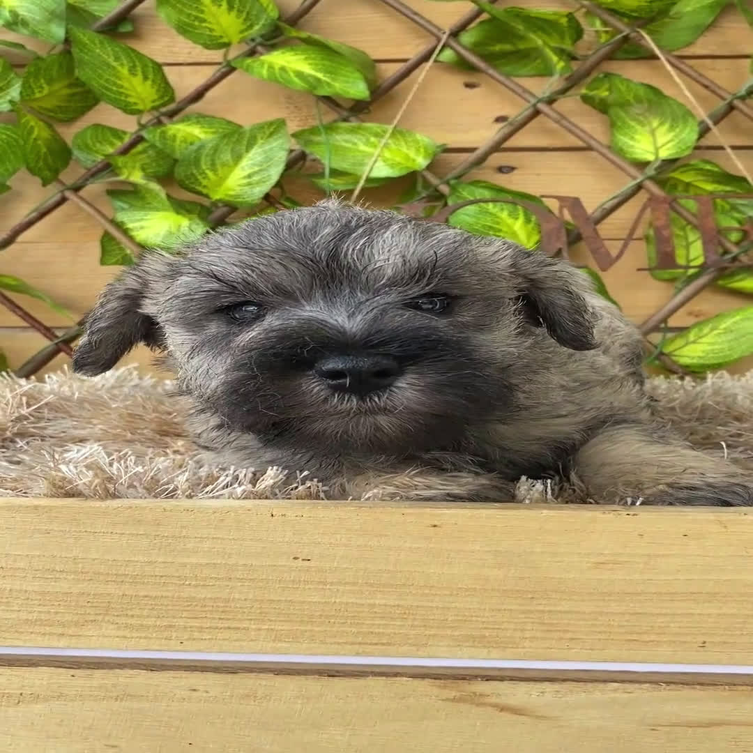 Schnauzer Miniatura perros en venta: Camada de Mila - Video 2