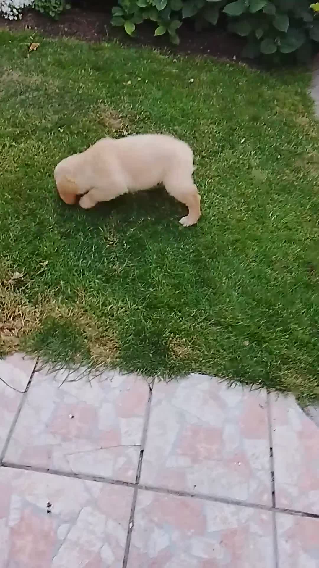 Golden Retriever perros en venta: Cachorro de golden retriever. - Video 2