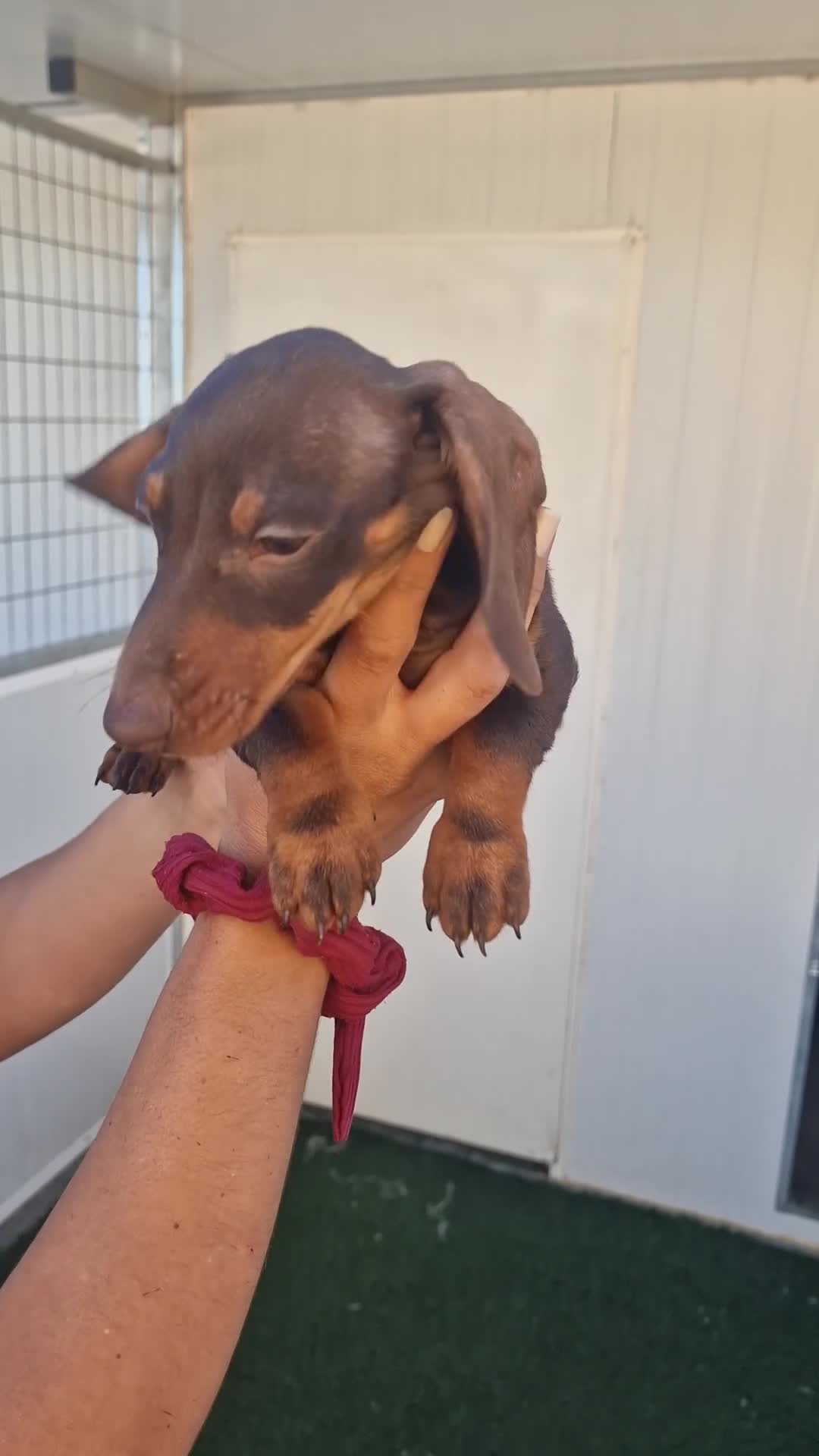 Teckel Miniatura perros en venta: Teckel precio real - Video 1