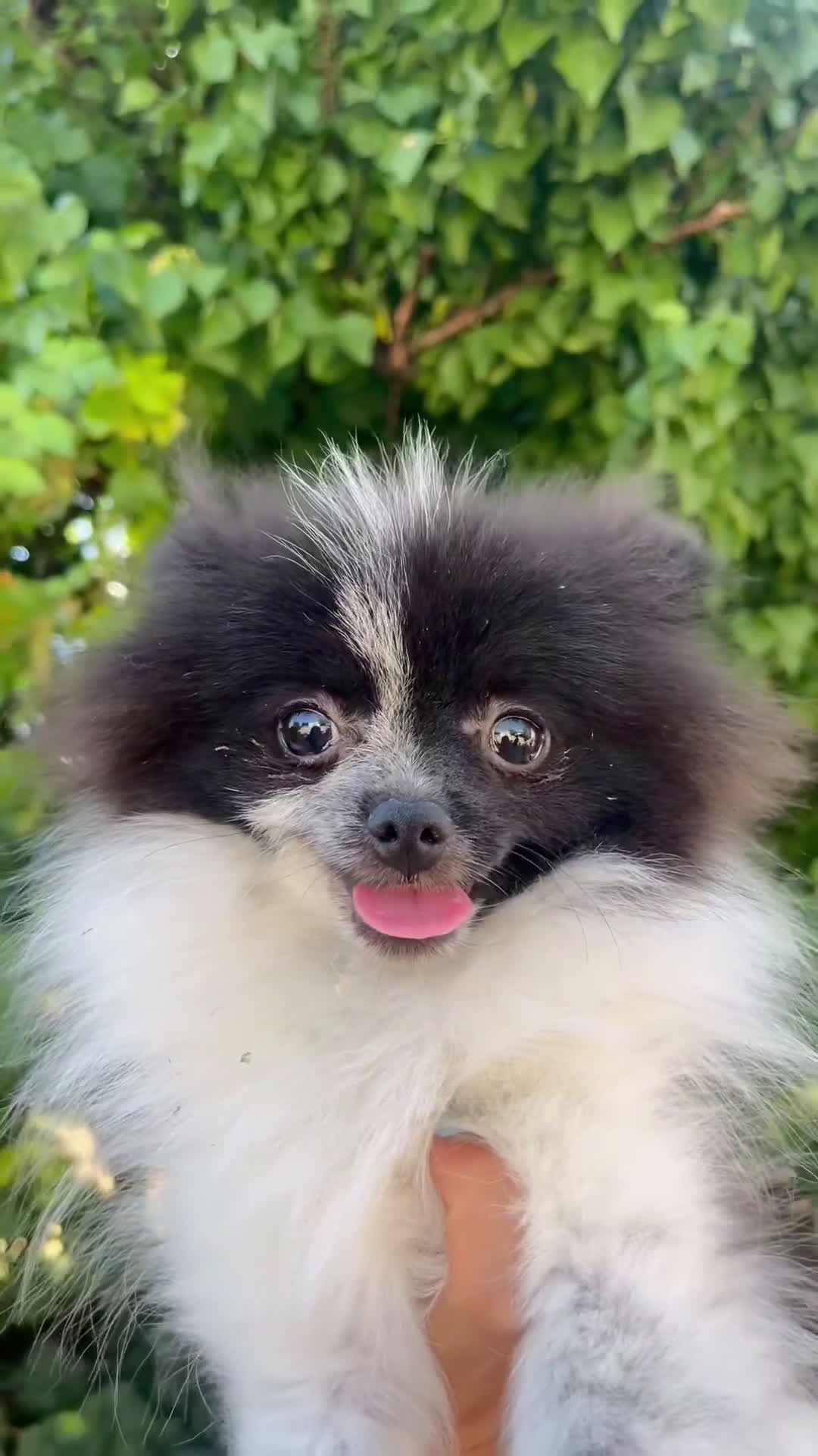 Pomerania perros en venta: Pomerania toy  - Video 1