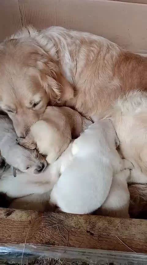 Golden Retriever perros en venta: cachorros de Golden Retriever machos y hembras  - Video 1