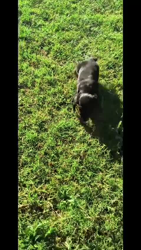 Teckel Miniatura perros en venta: teckel exotico en Toledo - Video 1