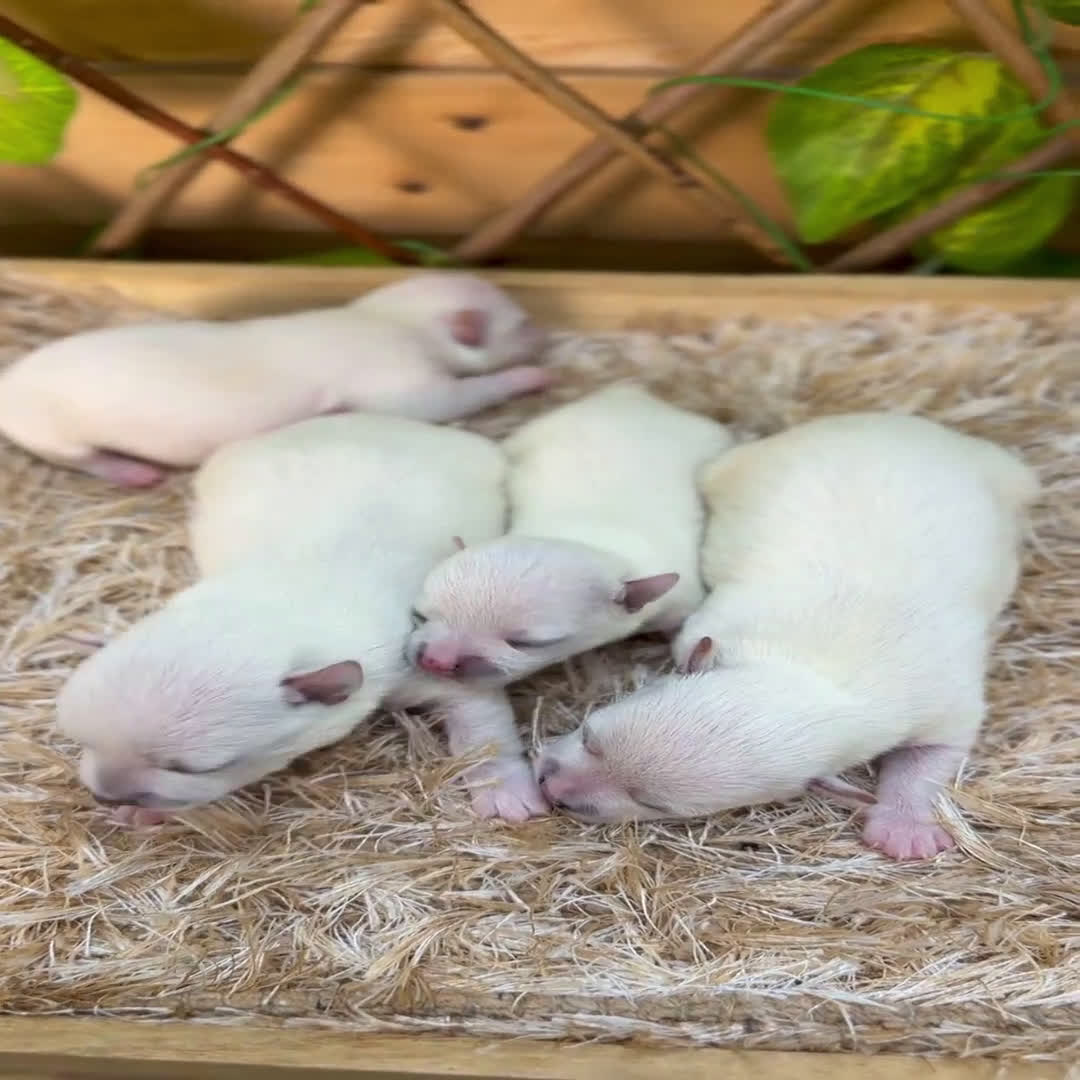 Chihuahua perros en venta: Camada de Fabiana - Video 1