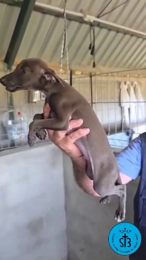 Pequeño Lebrel Italiano perros en venta: PICCOLO LEBREL ITALIANO PEDEGREE (LOE) - Video 4