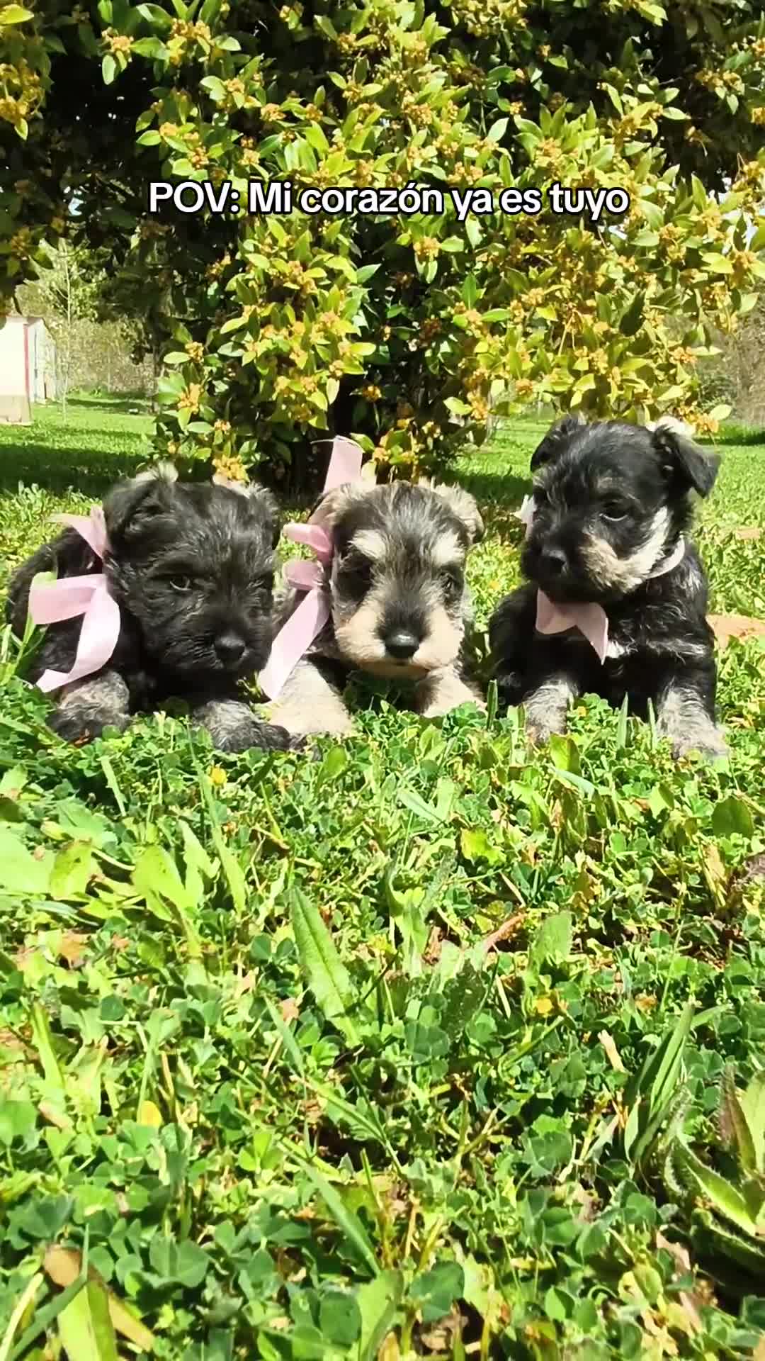 Schnauzer Miniatura perros en venta: Preciosa camada schnauzer mini sal y pimienta ❤️  - Video 1