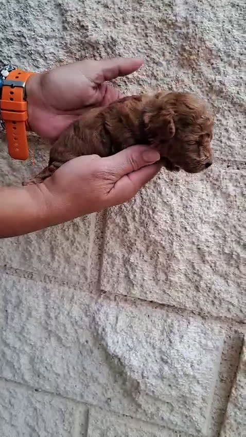 Caniche Toy perros en venta: Caniche toy - Video 1