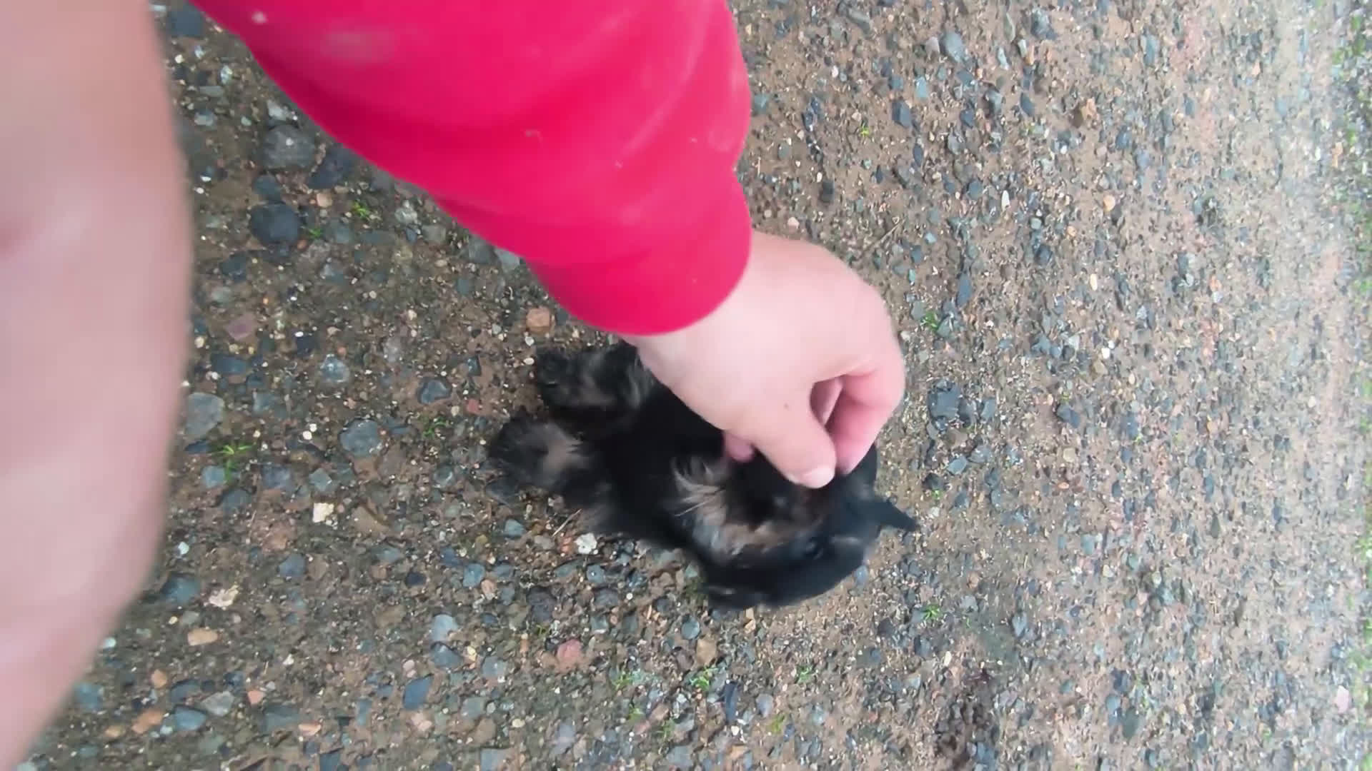 Teckel Miniatura perros en venta: Teckel kaninchen pelo duro  - Video 4