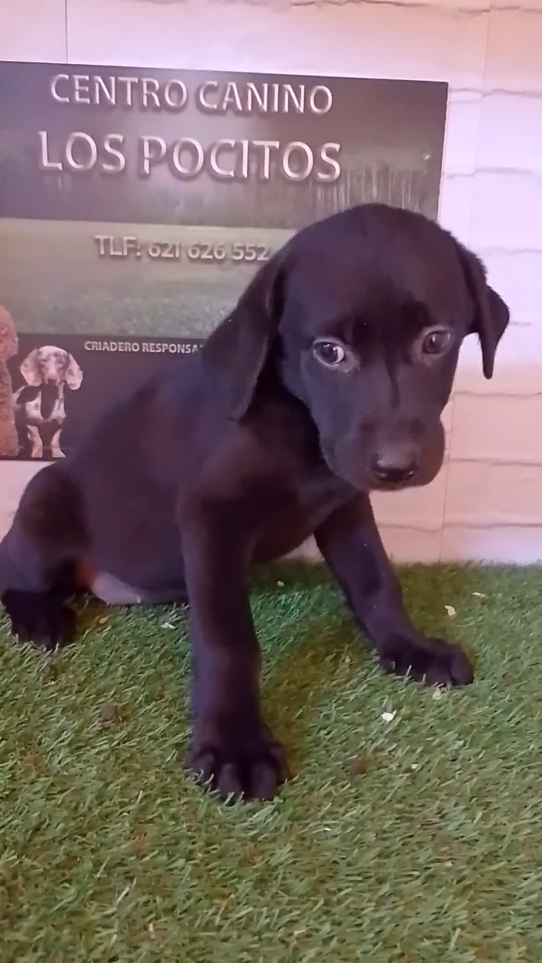 Labrador Retriever perros en venta: Labrador negro - Video 1