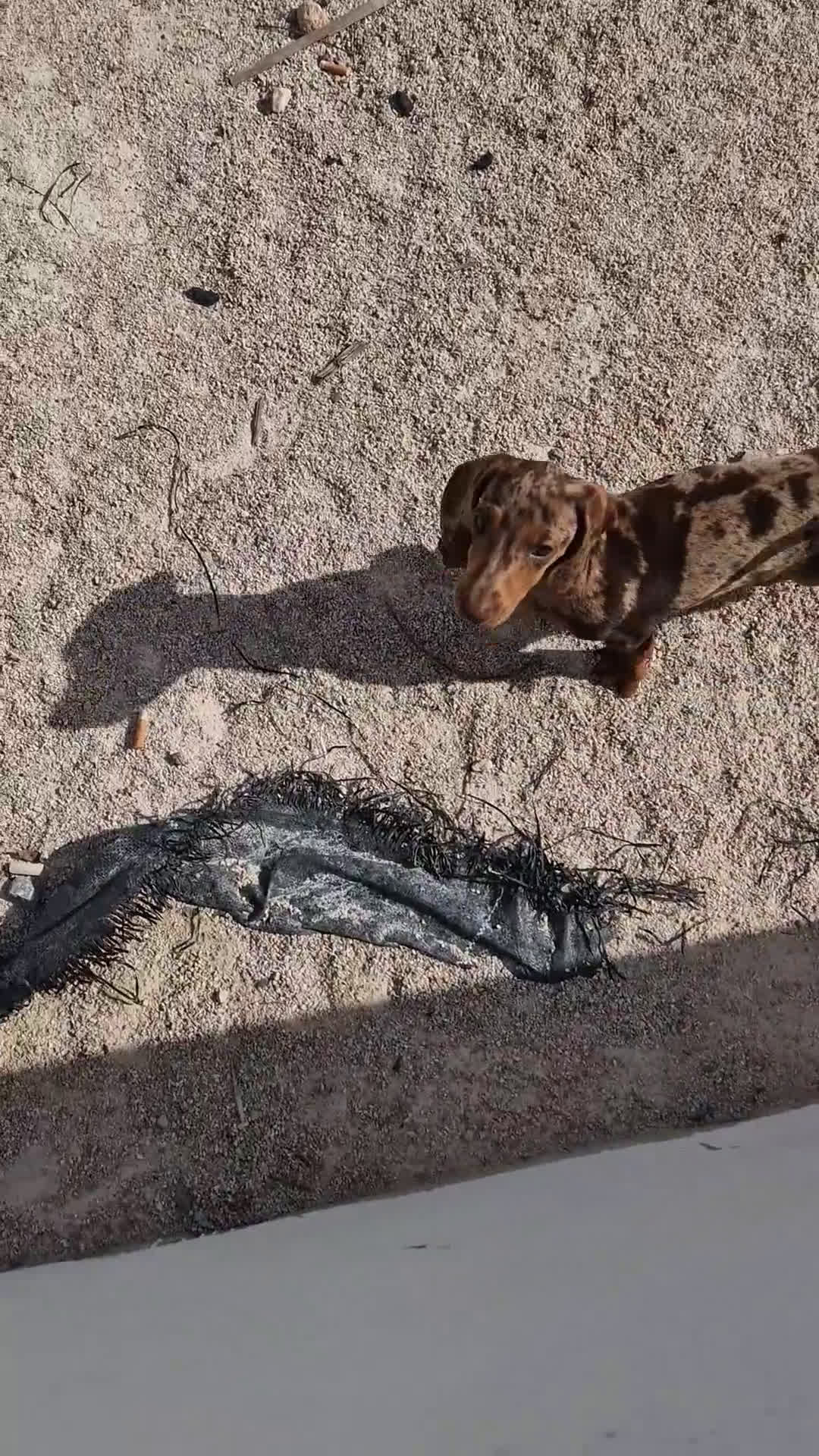 Teckel perros en venta: Arlequín chocolate precio real  - Video 1