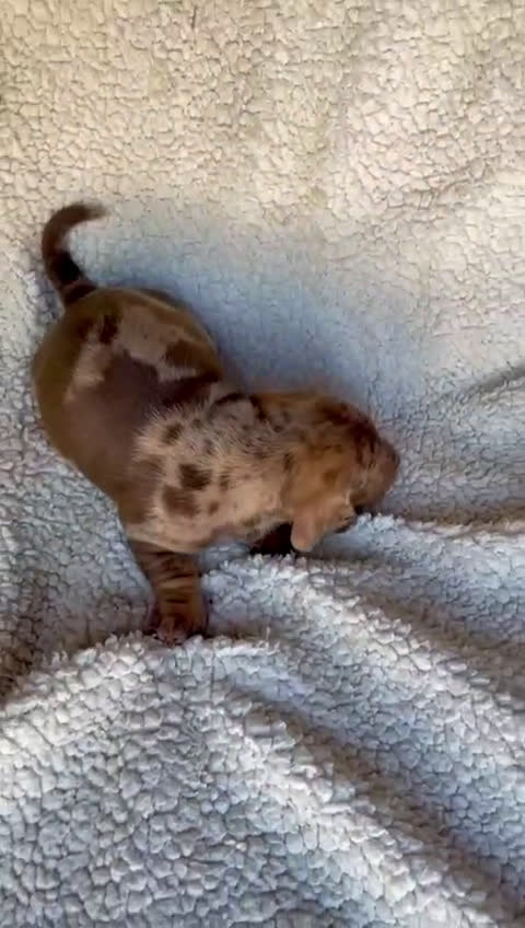 Teckel perros en venta: Teckel kaninchen  - Video 1