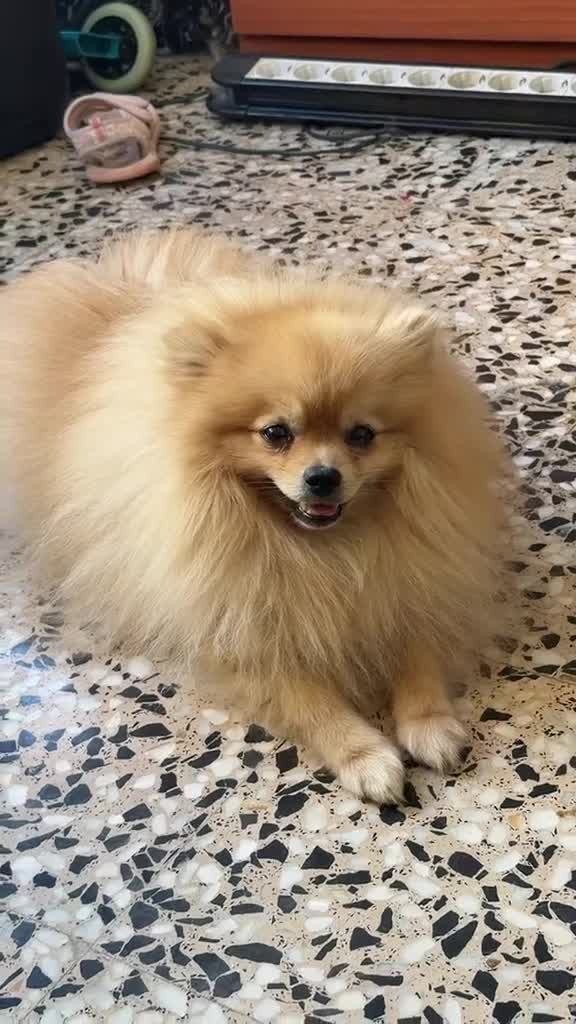Pomerania perros en venta: Pomerania Toy Mini • 300 g - Video 1