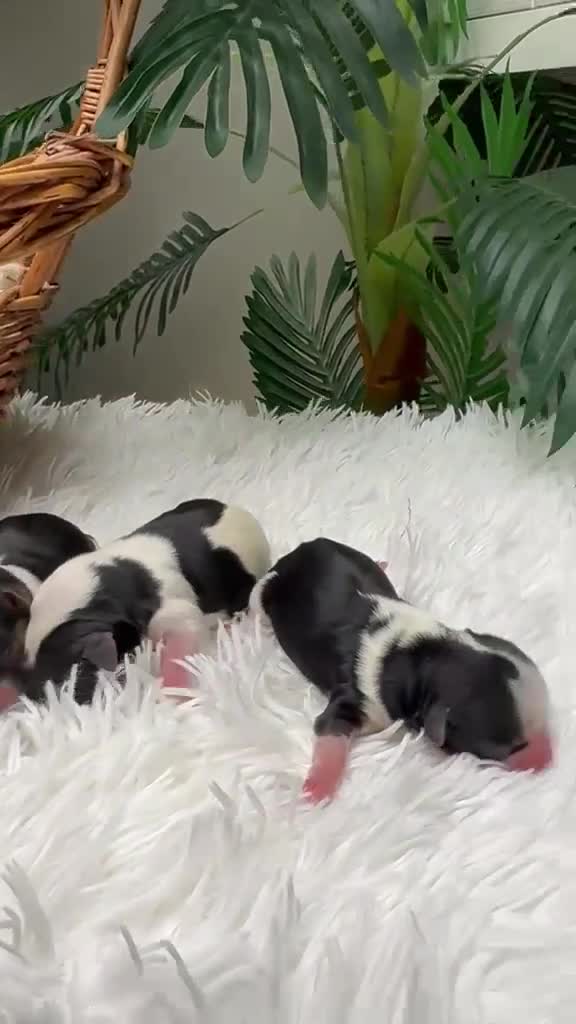 Yorkshire Terrier perros en venta: YORKSHIRE BIEWER 🎀 - Video 1