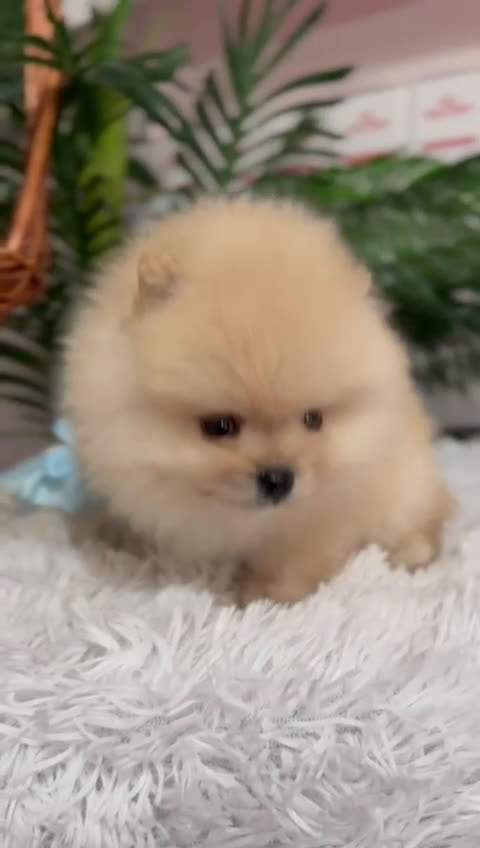 Pomerania perros en venta: POMERANIA CARITA DE OSITO - Video 1