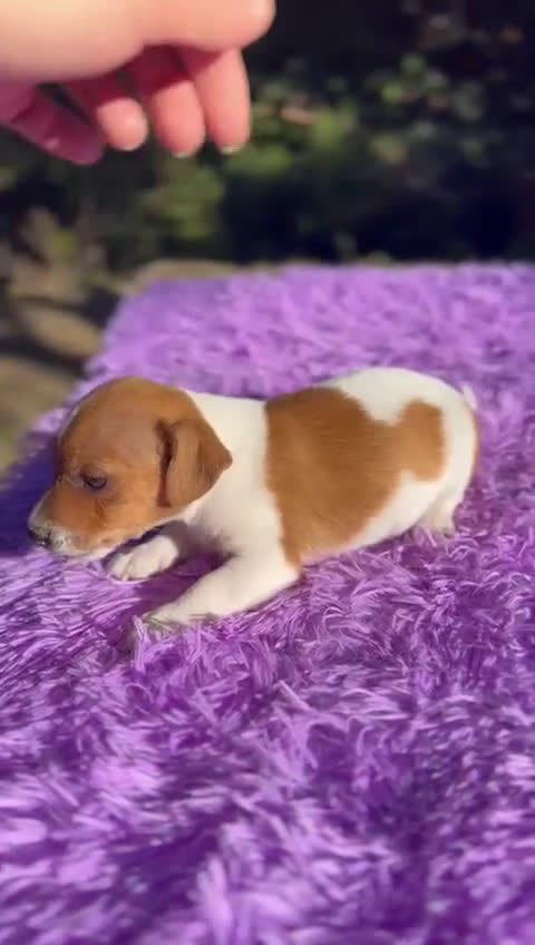 Jack Russell Terrier perros en venta: Jack Russell hembra bicolor.  - Video 1