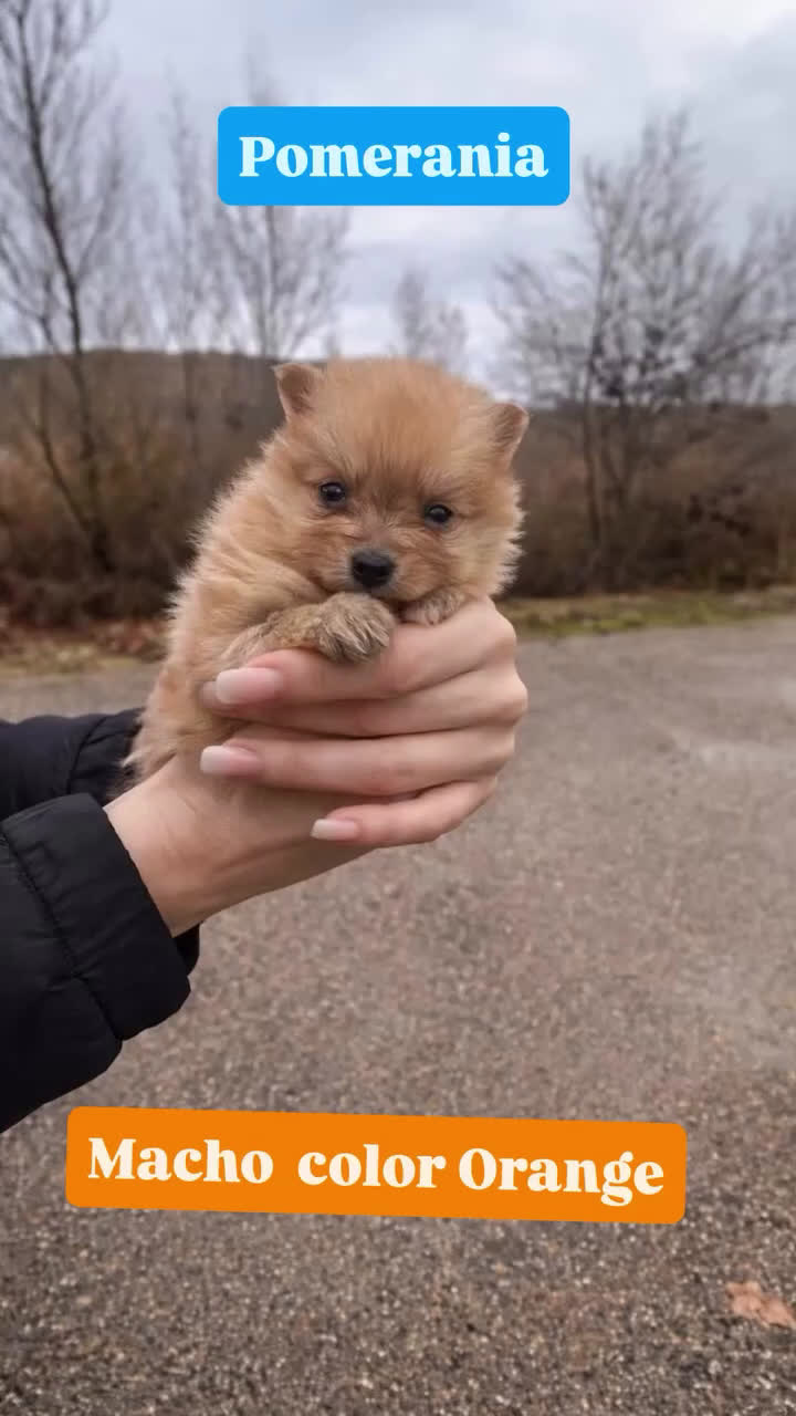Pomerania perros en venta: Precioso cachorro Pomerania orange - Video 1