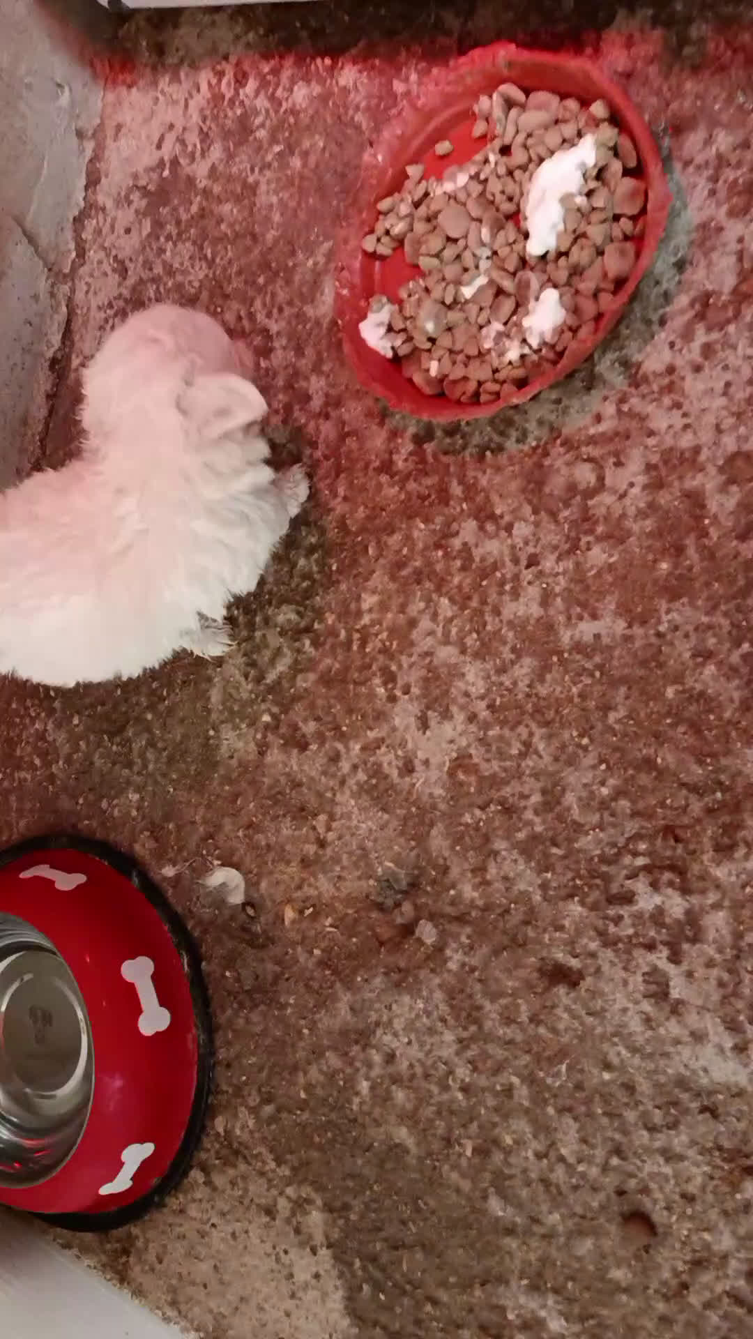 Bichón Maltés perros en venta: BICHÓN MALTES MACHITO  - Video 1