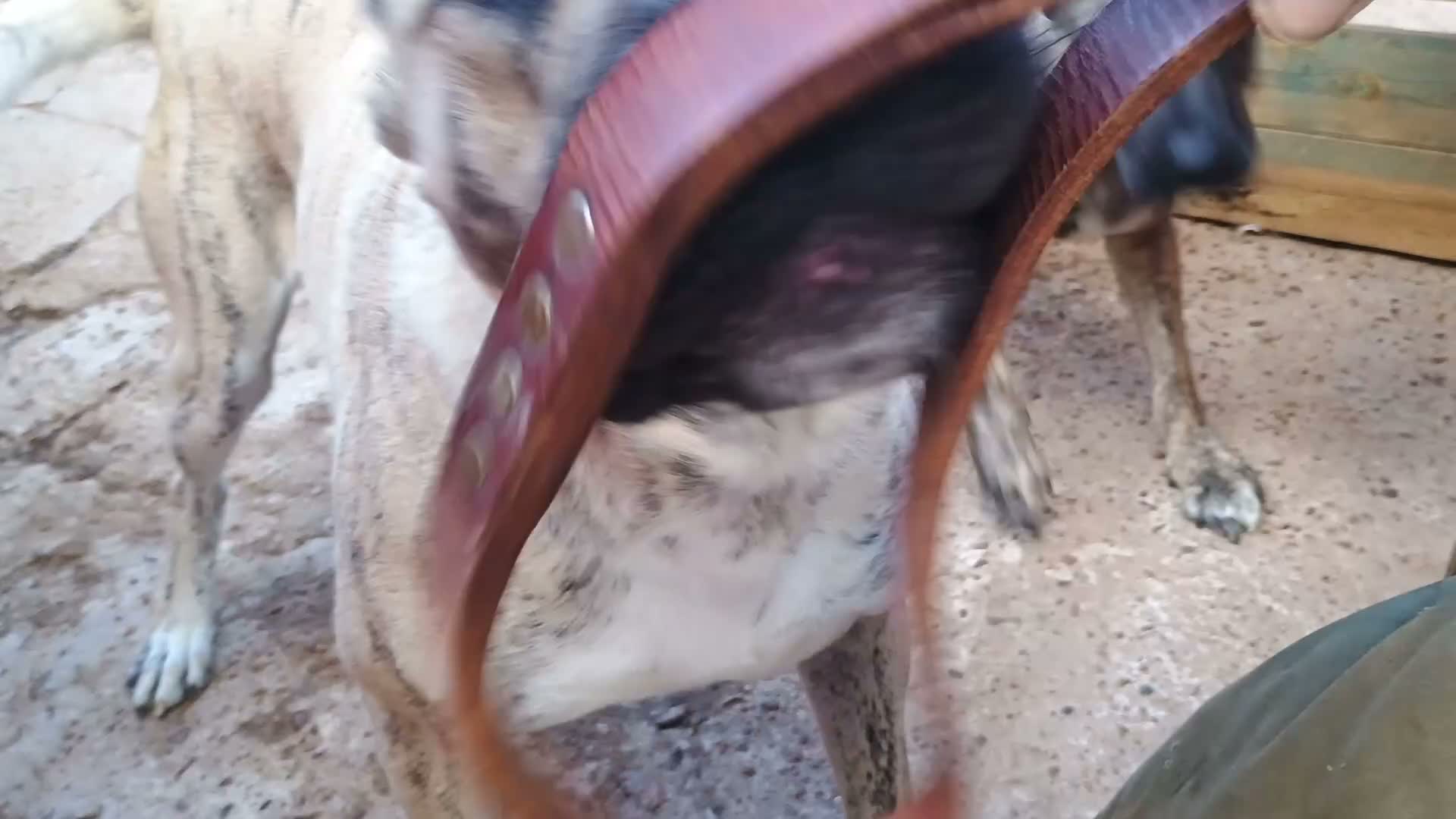 Raza Mixta perros en venta: BANDOG de los HIERROS  - Video 5