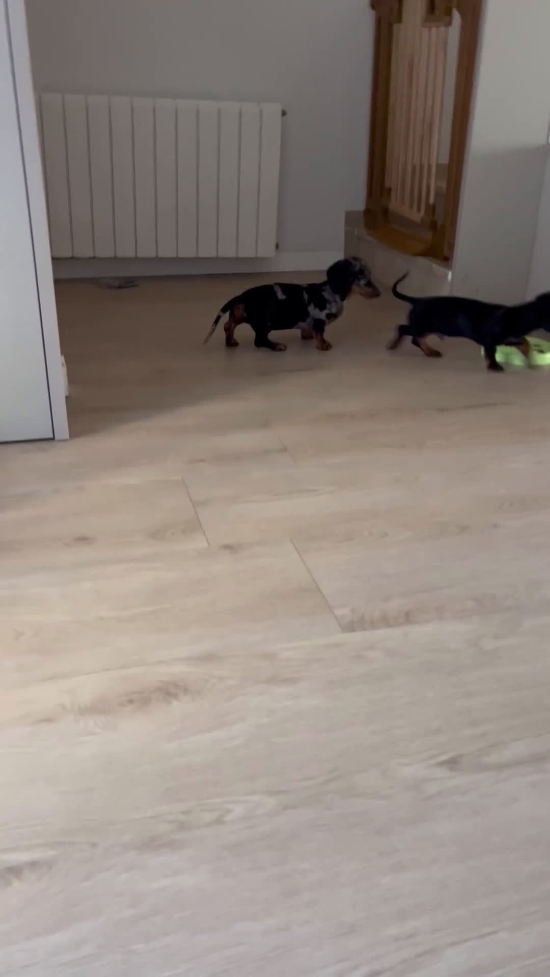 Teckel Miniatura perros en venta:  TECKEL MINI . Arlequin y negro fuego(601144783) - Video 3